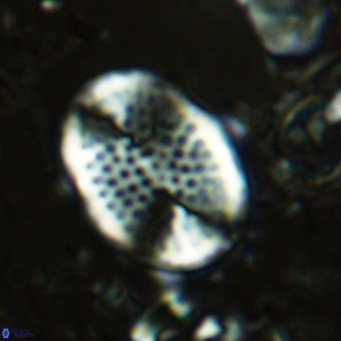 Pontosphaera discopora VR 07932