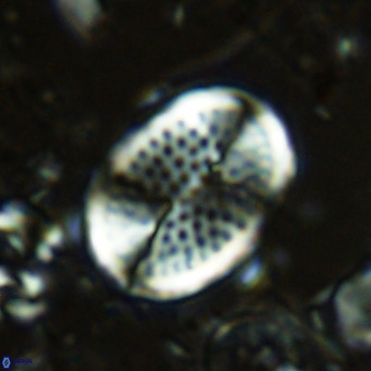 Pontosphaera discopora VR 07933