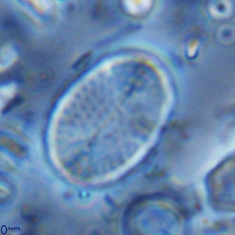 Pontosphaera discopora VR 07941