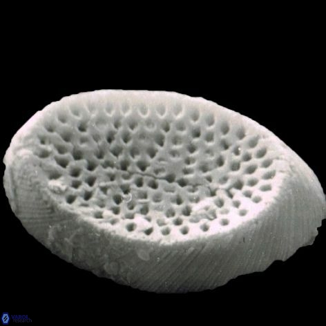 Pontosphaera discopora 1 1133 21