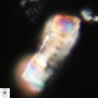 Pontosphaera distincta VR 31284