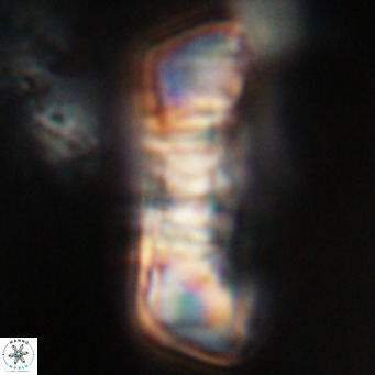 Pontosphaera distincta VR 31285