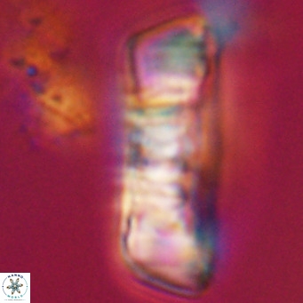 Pontosphaera distincta VR 31286