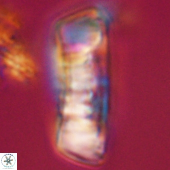 Pontosphaera distincta VR 31287