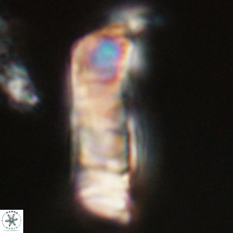 Pontosphaera distincta VR 31288