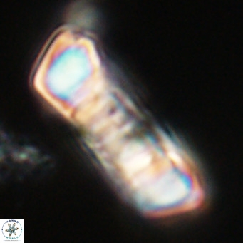 Pontosphaera distincta VR 31289