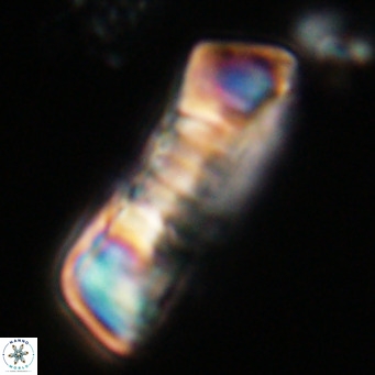 Pontosphaera distincta VR 31280