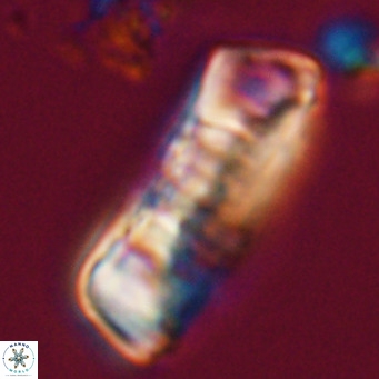 Pontosphaera distincta VR 31281