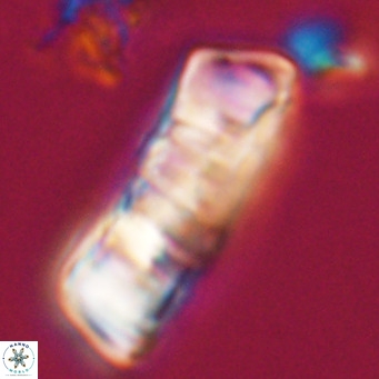 Pontosphaera distincta VR 31283