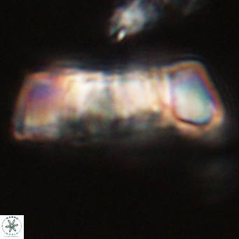 Pontosphaera distincta VR 31294