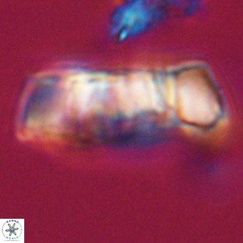 Pontosphaera distincta VR 31295