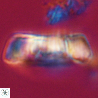 Pontosphaera distincta VR 31296