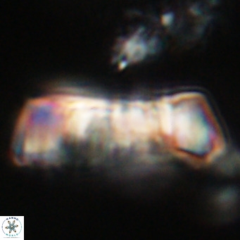 Pontosphaera distincta VR 31297