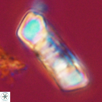 Pontosphaera distincta VR 31290