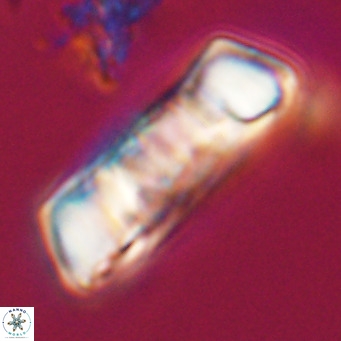 Pontosphaera distincta VR 31291
