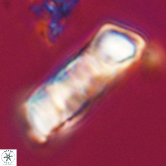 Pontosphaera distincta VR 31292