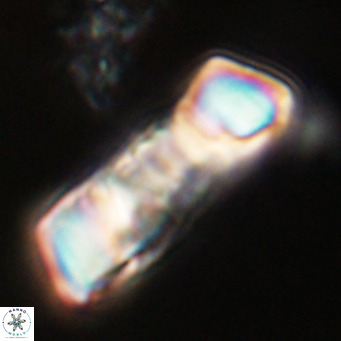 Pontosphaera distincta VR 31293