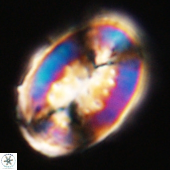 Pontosphaera distincta VR 31305