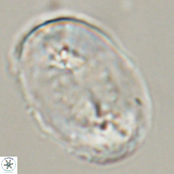 Pontosphaera distincta VR 31309