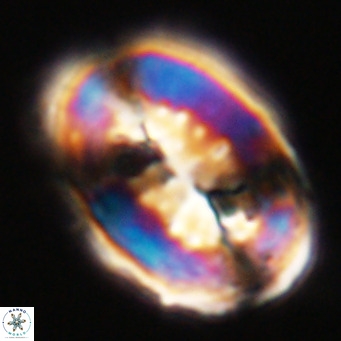 Pontosphaera distincta VR 31301