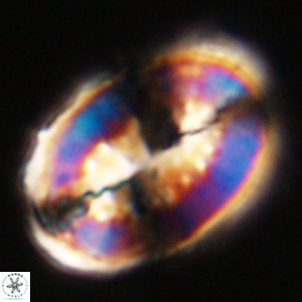 Pontosphaera distincta VR 31302