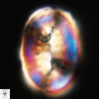Pontosphaera distincta VR 31314