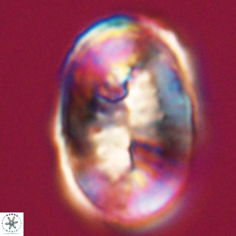 Pontosphaera distincta VR 31315