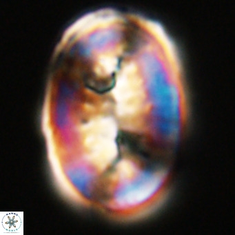 Pontosphaera distincta VR 31316