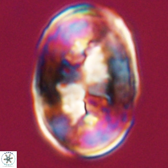 Pontosphaera distincta VR 31317