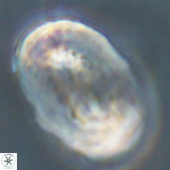 Pontosphaera distincta VR 31310