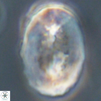 Pontosphaera distincta VR 31311