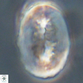 Pontosphaera distincta VR 31312