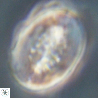 Pontosphaera distincta VR 31313