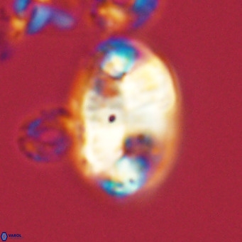 Pontosphaera jonesii VR 04519