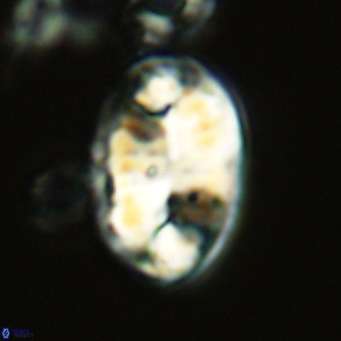 Pontosphaera jonesii VR 04520