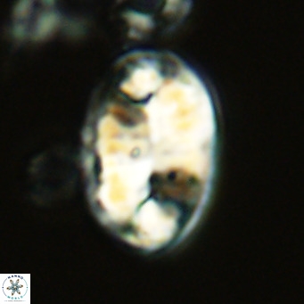 Pontosphaera jonesii VR 04520