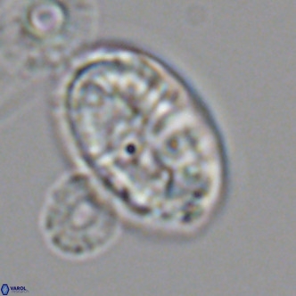 Pontosphaera jonesii VR 04523