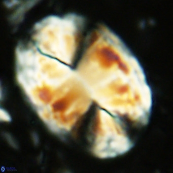 Pontosphaera jonesii VR 07568