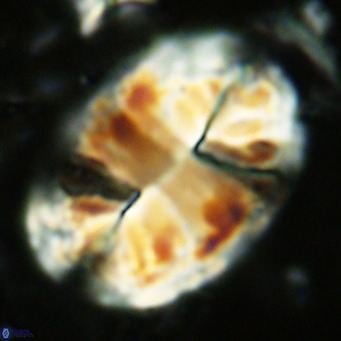 Pontosphaera jonesii VR 07569