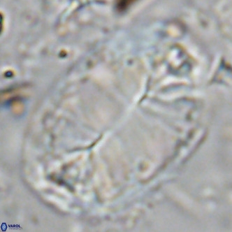 Pontosphaera jonesii VR 07571