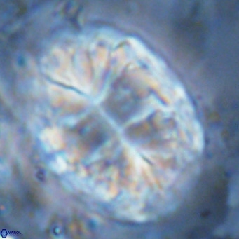 Pontosphaera jonesii VR 07574