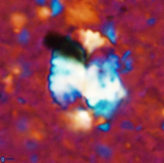 Pontosphaera ovata 48916