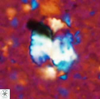 Pontosphaera ovata 48916