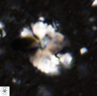 Pontosphaera ovata 48918