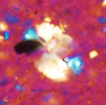 Pontosphaera ovata 48919