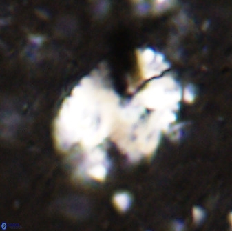 Pontosphaera ovata 48920