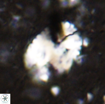 Pontosphaera ovata 48920