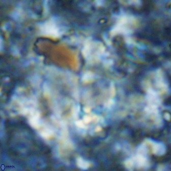 Pontosphaera ovata 48922