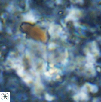 Pontosphaera ovata 48922