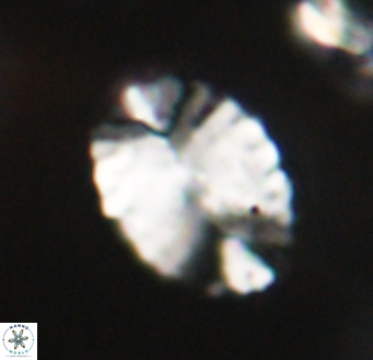 Pontosphaera ovata VR 32373